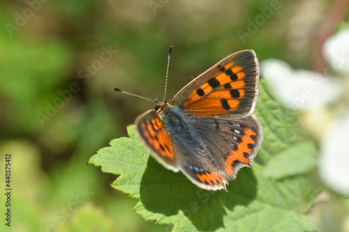 Small copper (Lycaena phlaeas) on resting on leaf. Beautiful butterfly heats up wings on sun