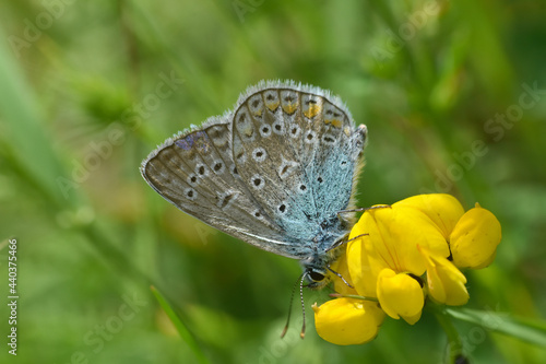 Photography Common Blue butterfly - polyommatus icarus