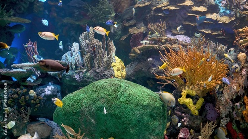 коралловый риф