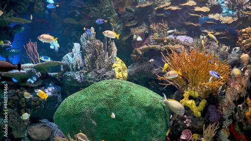 коралловый риф