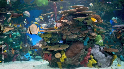 коралловый риф