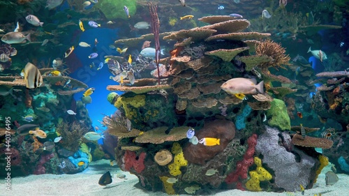 коралловый риф © stanislav