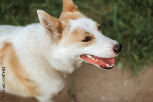portrait of a young red-and-white dog. close-up shooting. selective focus