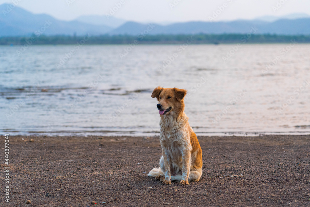 Stray dog with brown and white stripes was sitting on a gravel ground near the lake and looking around. Stray dog with brown and white stripes was sitting on a gravel ground near the lake and looking around.