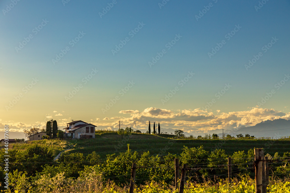 Spring sunset in the vineyards of Rosazzo Spring sunset in the vineyards of Rosazzo