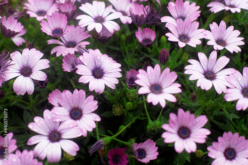 Photography of daisies and raindrops