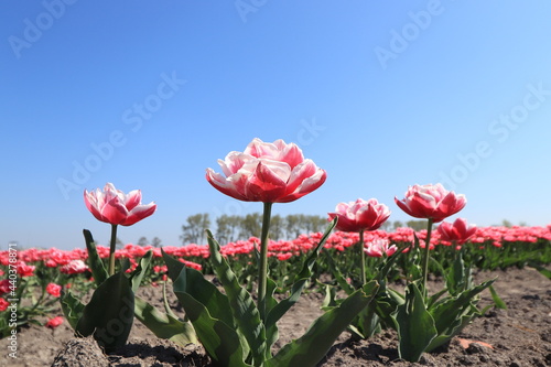 Tulips in a field © Studio Porto Sabbia