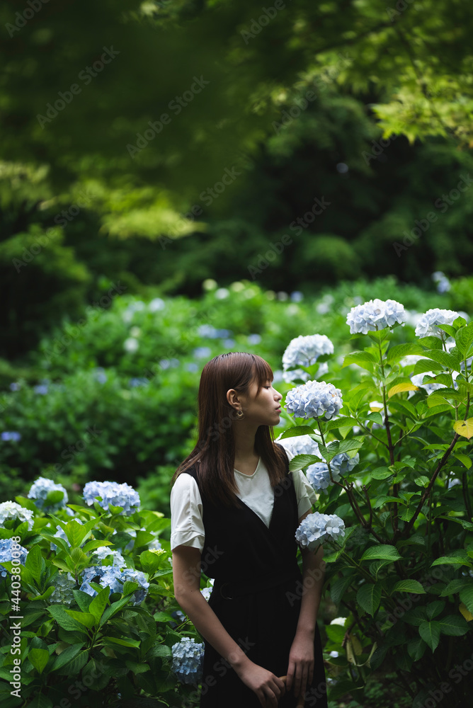 雨の日の紫陽花と女性