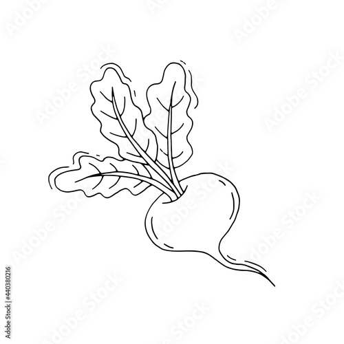 Turnip. Radish. Root vegetable. Vegetable. Healthy diet. Vitamins. Vegetarian food. Eco. Harvest from the garden. Doodle. Vector. Hand-drawn illustration.	Silhouette. Black and white outline. Coloring
