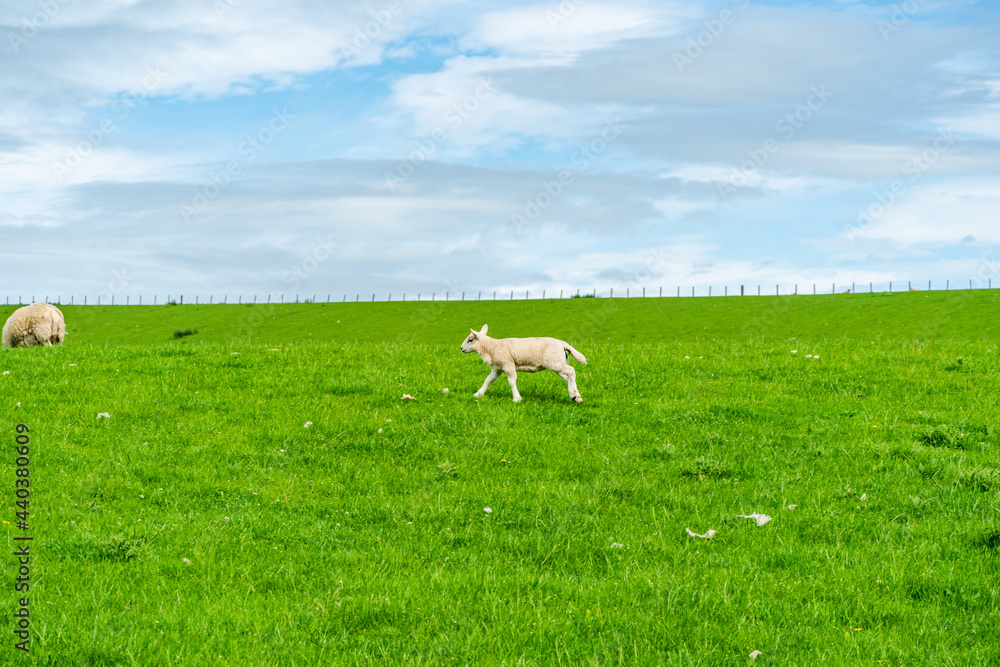 Obraz premium Rural Northumberland, UK.