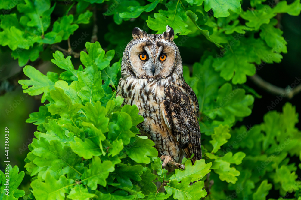 Obraz premium Long-eared owl (Asio otus)