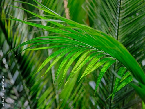 Palm tree long thin green leaves close up detail and sunlight