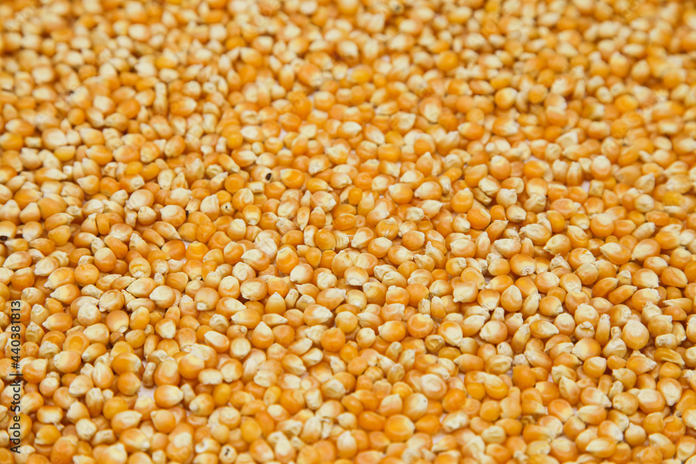 Corn close up detail. Space for logo or business card. Corn close up detail. Space for logo or business card.