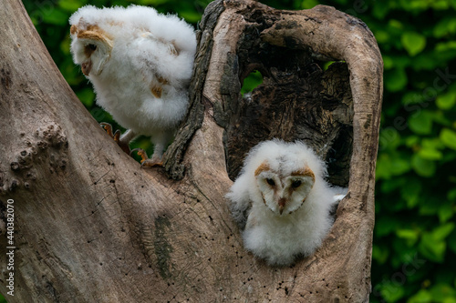 Foto Two Barn owl chicks (Tyto alba)