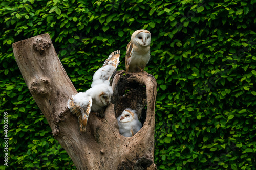 Barn owl family (Tyto alba) photo