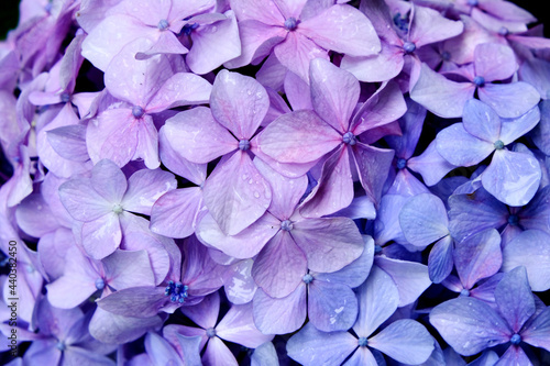 雨に濡れた紫色の花びら