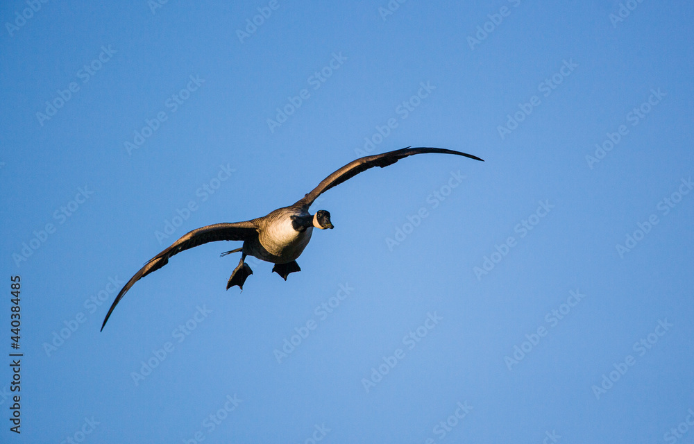 Canada Goose coming into land against the blue sky Canada Goose coming into land against the blue sky