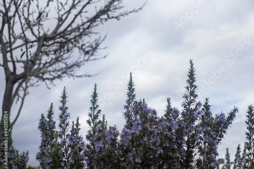 Photography of Rosemary plant with flowers
