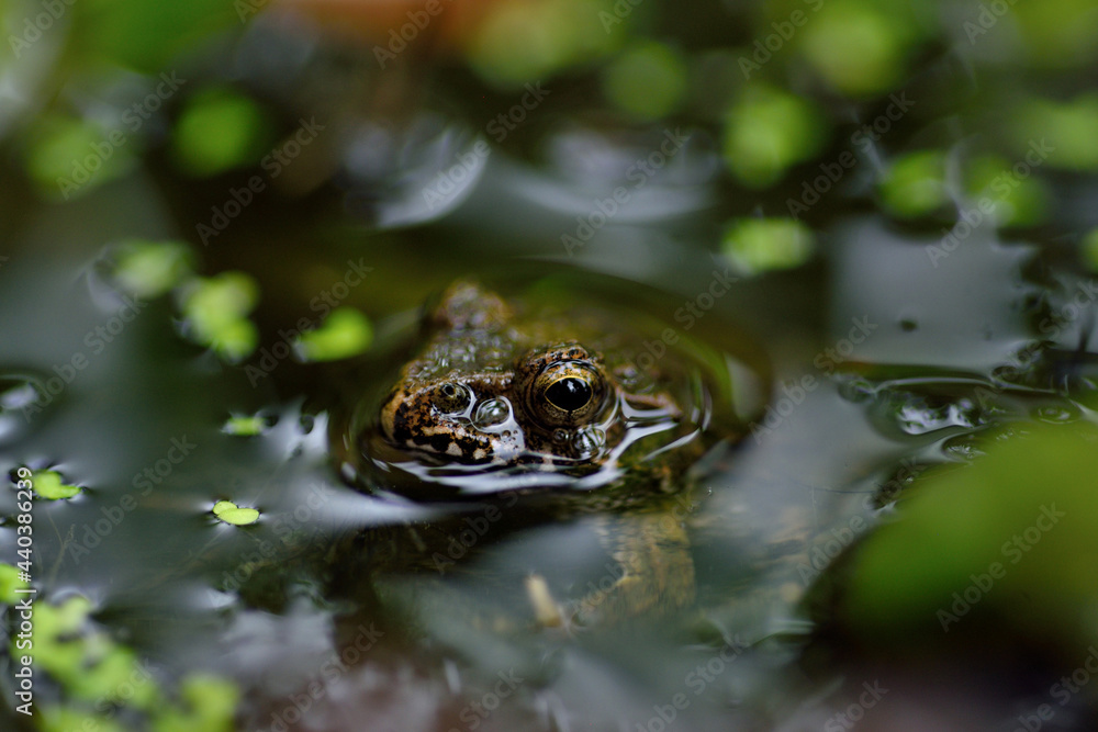 西の久保公園「ツチガエル」 西の久保公園「ツチガエル」