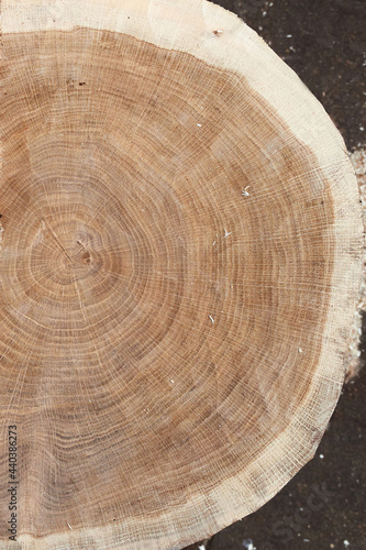 Saw cut of a large pine. Wood texture and background