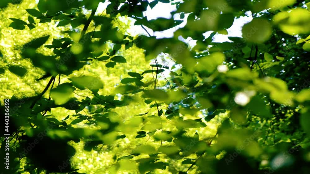 green leafs from the tree reflecting sun rays from water surface green leafs from the tree reflecting sun rays from water surface