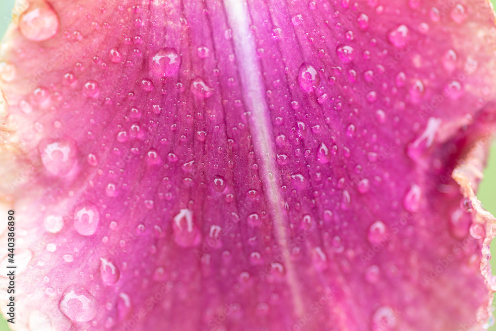 濡れた花びら 濡れた花びら