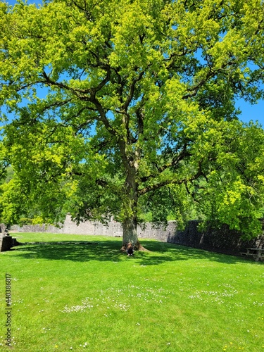 tree in park