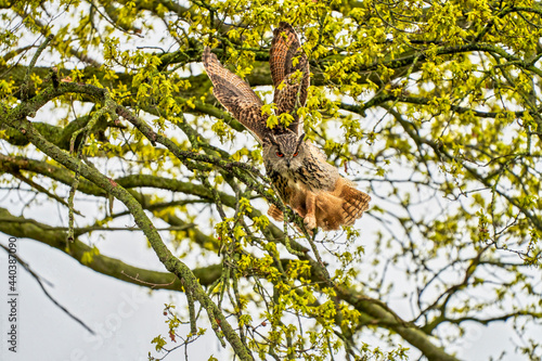 Eagle Owl  land in a tree. Seen from the front. Wings straight up  the bird of prey looks angry with red eyes straight into the camera