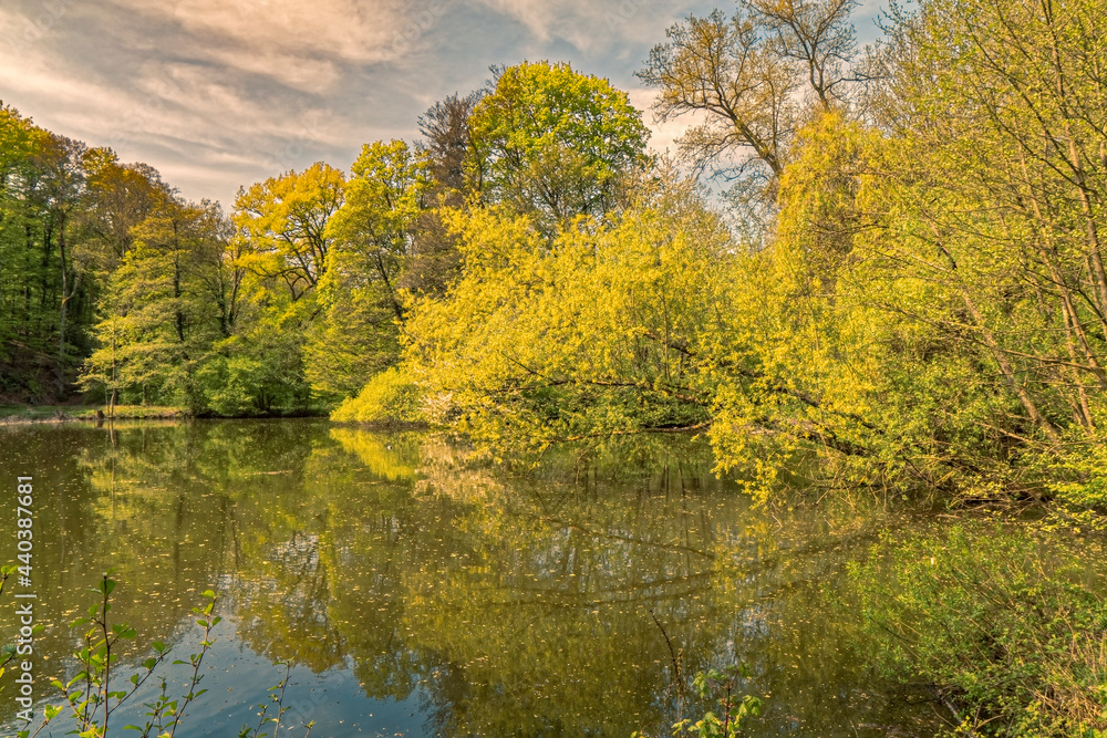 Green trees in the spring on the shore of the lake. Green trees in the spring on the shore of the lake.