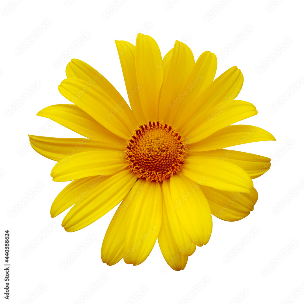 Delicate yellow chamomile flower on white isolated background