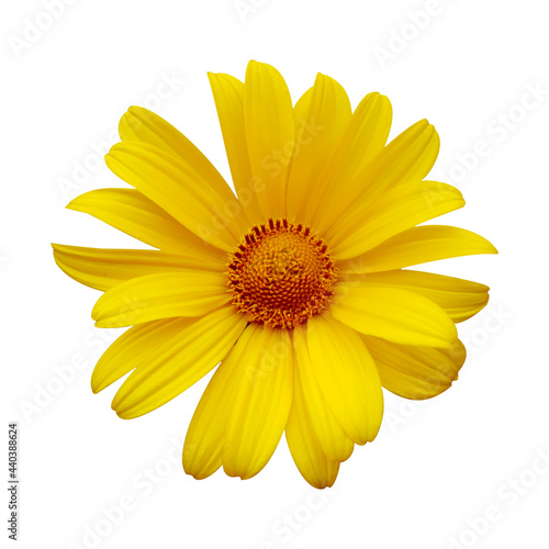 Delicate yellow chamomile flower on white isolated background