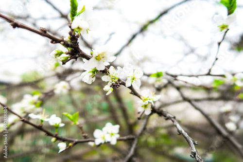 tree blossom © Inna