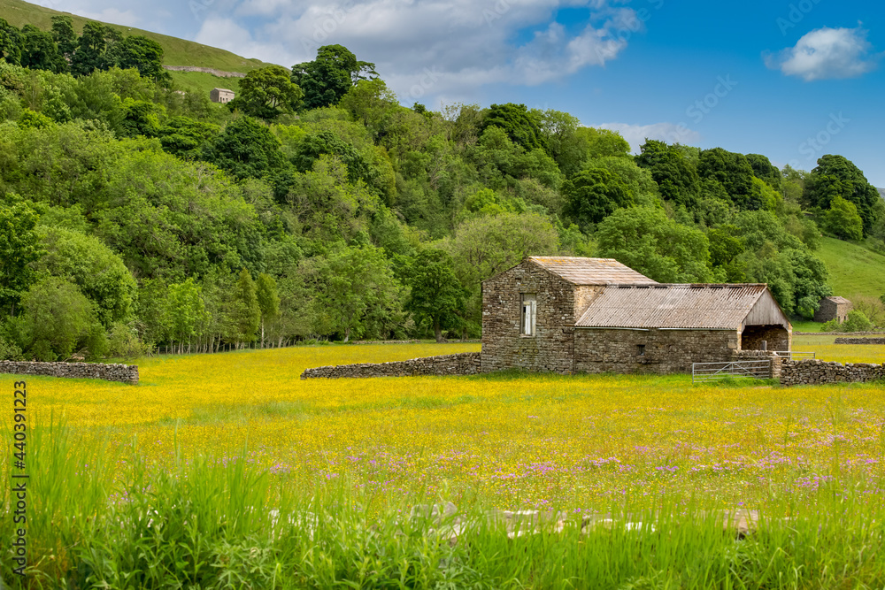 Muker hay meadows in Summer with yellow buttercups and colourful wild flowers, traditional cow houses or stone barns. Swaledale, Yorkshire Dales, UK. Horizontal. Space for copy. Muker hay meadows in Summer with yellow buttercups and colourful wild flowers, traditional cow houses or stone barns. Swaledale, Yorkshire Dales, UK. Horizontal. Space for copy.