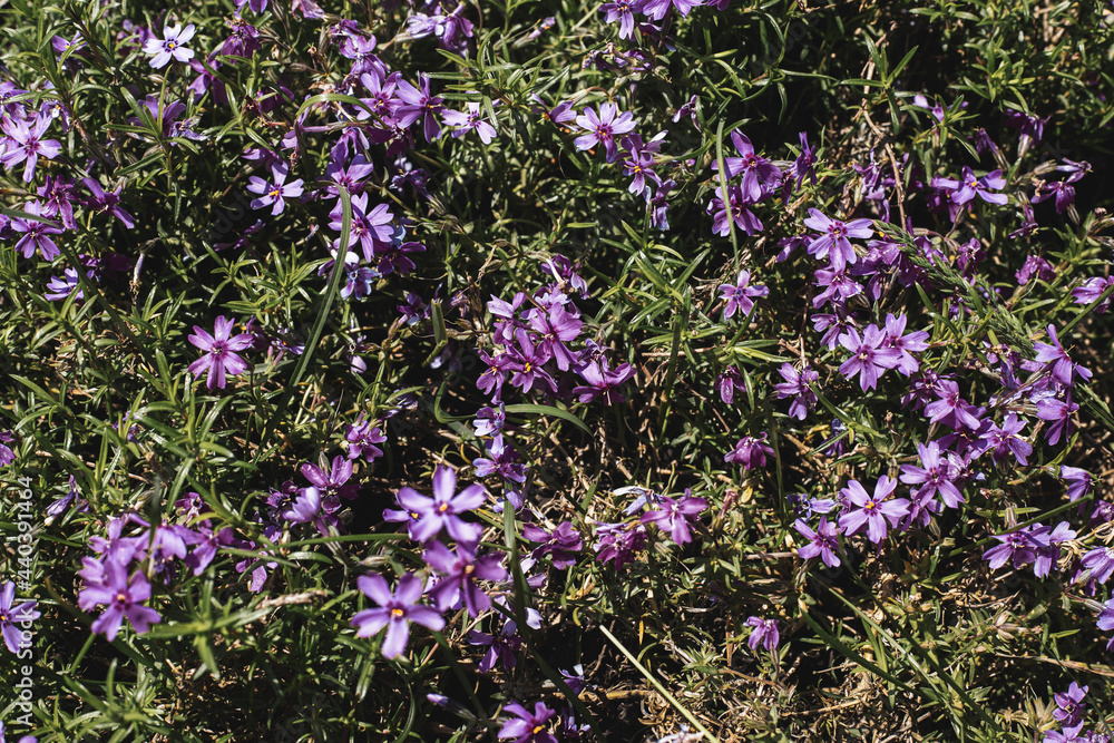 Fototapeta premium Beautiful purple wildflowers on a sunny day. Top view, flat lay