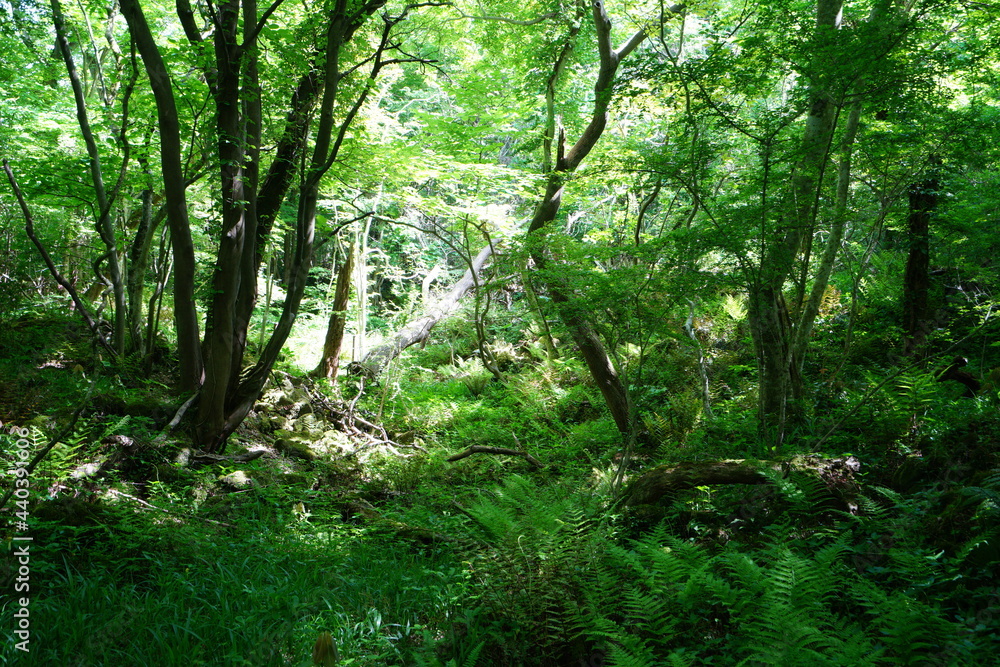 a lively dense forest in springtime a lively dense forest in springtime
