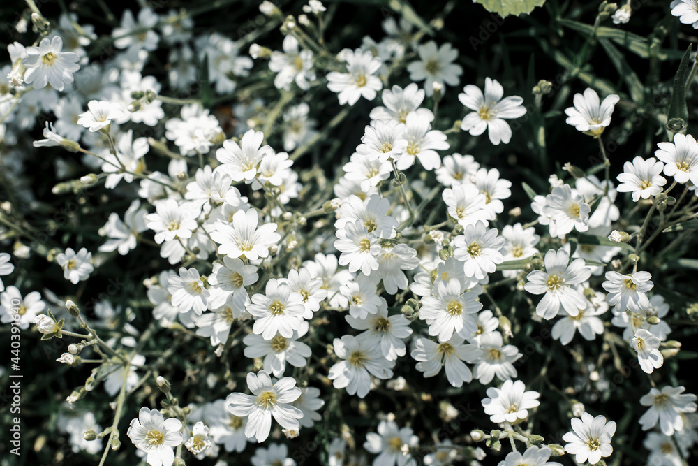 Beautiful white wildflowers on a sunny day. Top view, flat lay Beautiful white wildflowers on a sunny day. Top view, flat lay