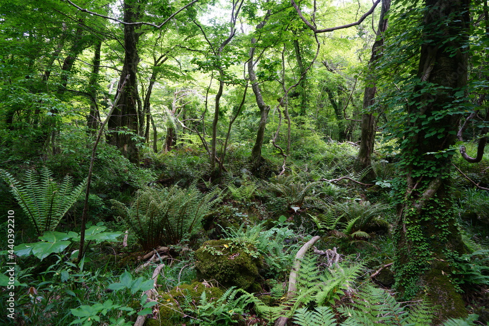 a lively dense forest in springtime