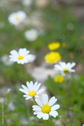 White daisies grow among the green grass.