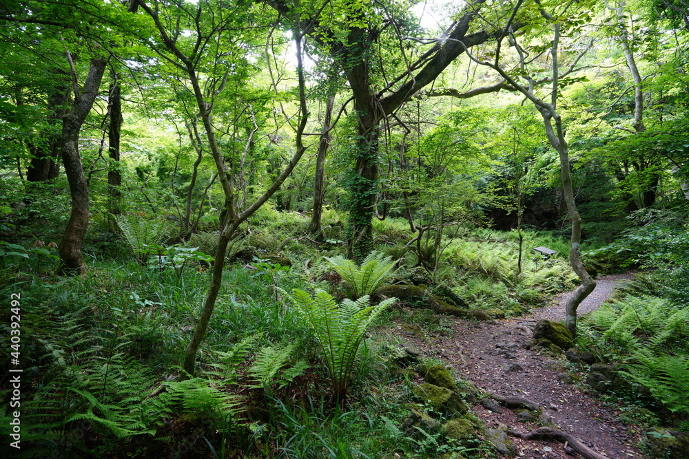 Obraz premium a refreshing spring forest with a path