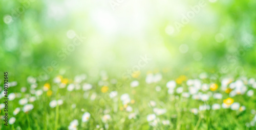Green blurred natural background. Abstract summer defocused backdrop. Meadow with grass and flowers in soft focus. Background for summer  nature  ecology and environmental conservation concept