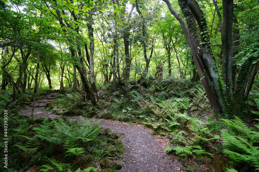 Obraz premium a refreshing spring forest with a path