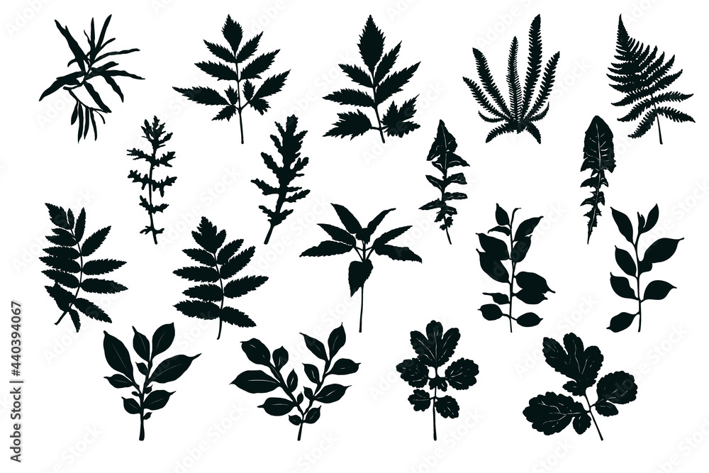 Fototapeta premium Set of silhouettes of leaves. Black imprint on white background