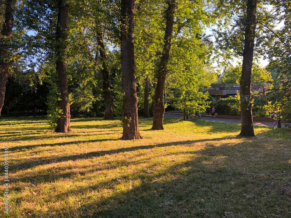 Naklejka premium View to the trees and worm sun rays over yellow grass in the park, shot at golden hour during summer time.