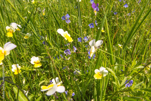 flower meadow with lots of wild pansies