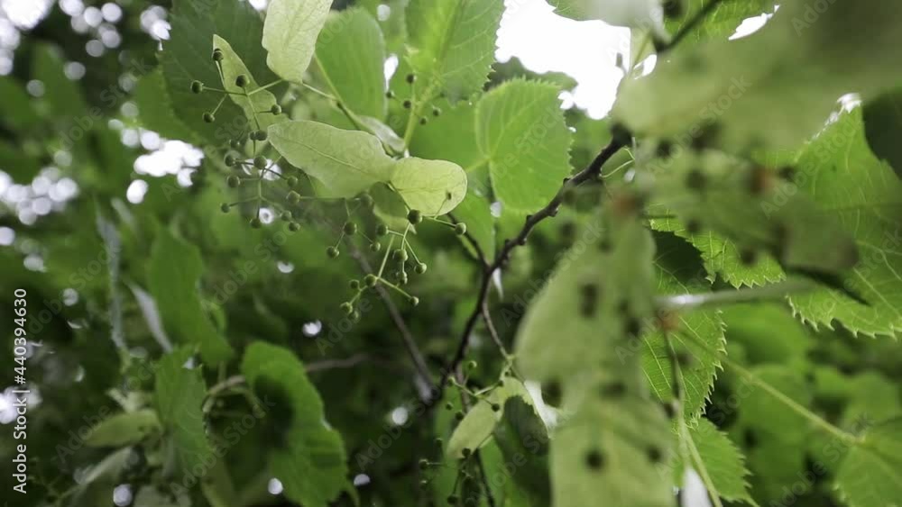 The wind flutters the buds and leaves of the linden tree in the rain. The wind flutters the buds and leaves of the linden tree in the rain.