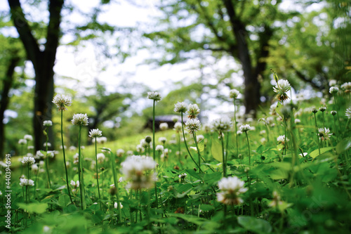 クローバーと芝生と奥に東屋 © 藤田 昌宏