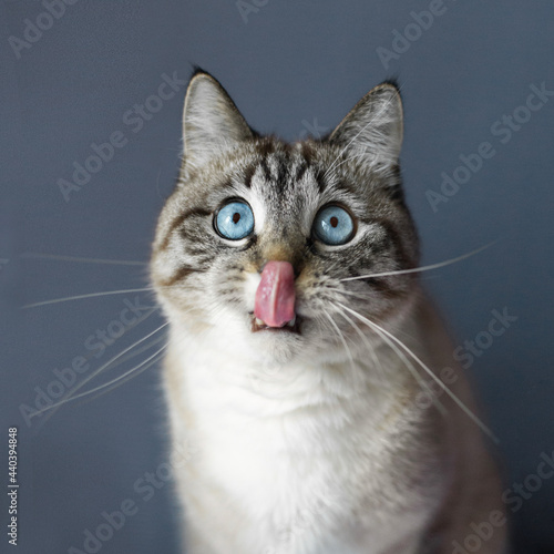 Cute-looking blue-eyed smooth-haired gray-white cat with a protruding tongue on a blue background