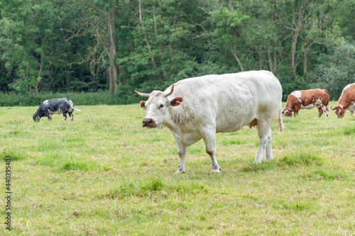 A light colored Belgian blue cow.