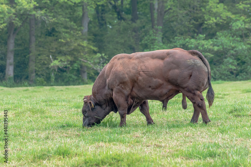 A massive bull from the Belgian Blue Cow breed.