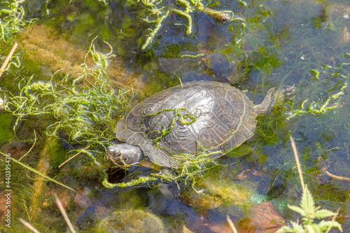 A turtle in the shallow water of the river is trying to get ashore.